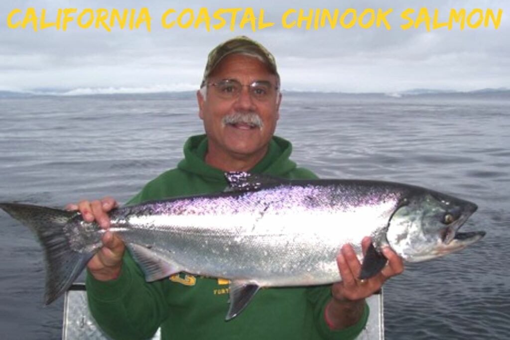 California Coastal Chinook Salmon