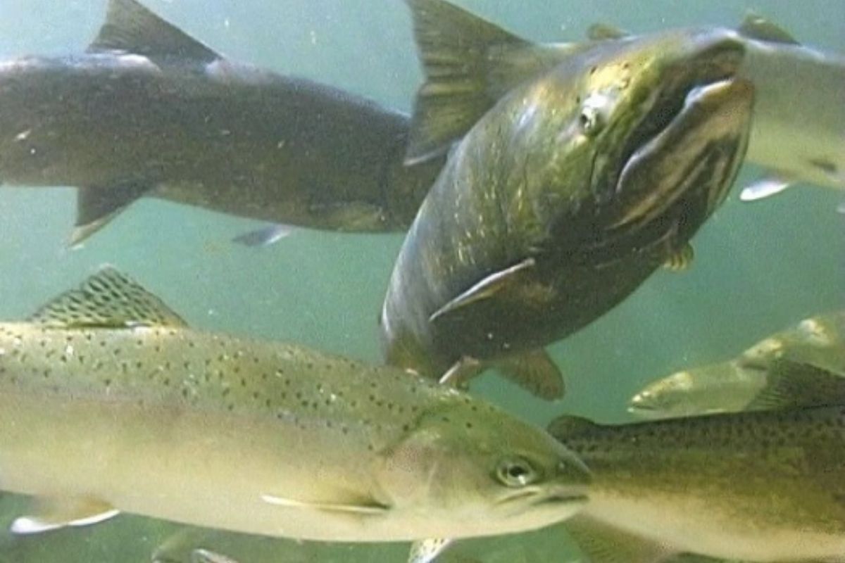 California Coastal Chinook Salmon