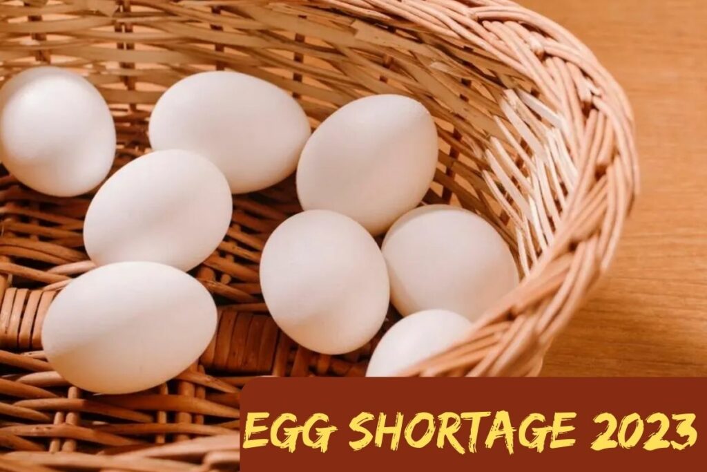 Egg Shortage 2023