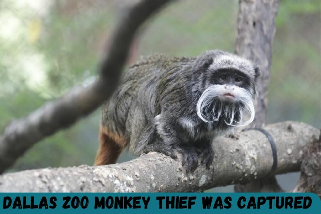 Dallas Zoo Monkey Thief Was Captured