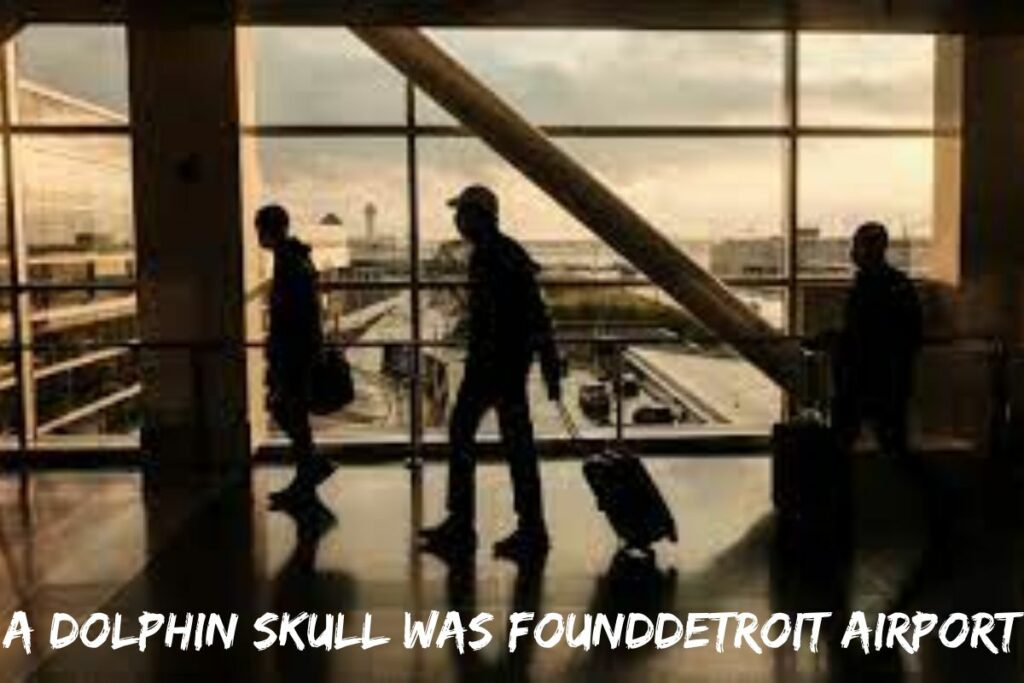 A Dolphin Skull Was FoundDetroit Airport