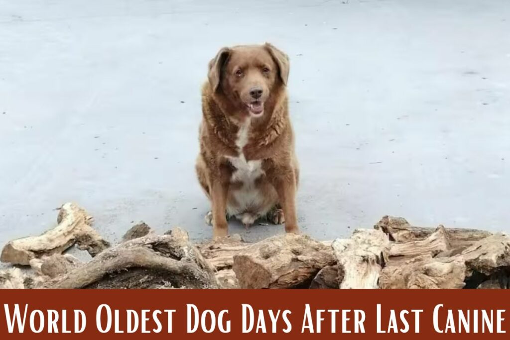 World Oldest Dog Days After Last Canine