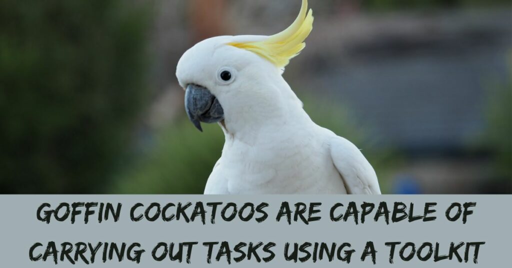 Goffin Cockatoos Are Capable Of Carrying Out Tasks Using A Toolkit