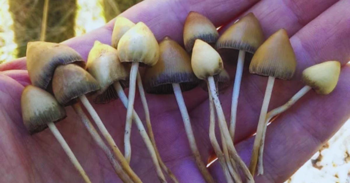 Supervised Psilocybin Usage Moves Closer to Reality in Oregon